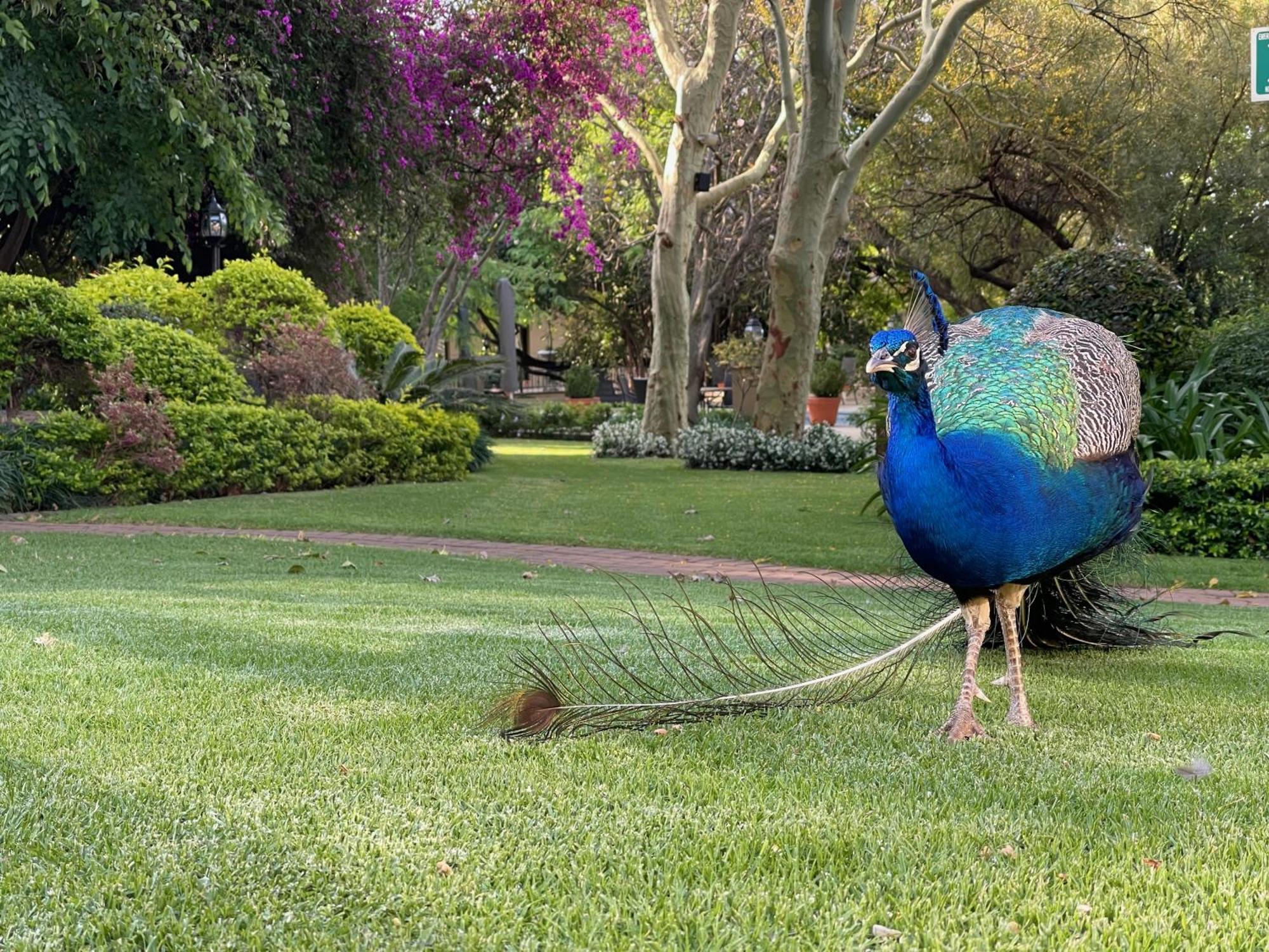 Black Eagle Hotel & Spa Roodepoort Eksteriør billede